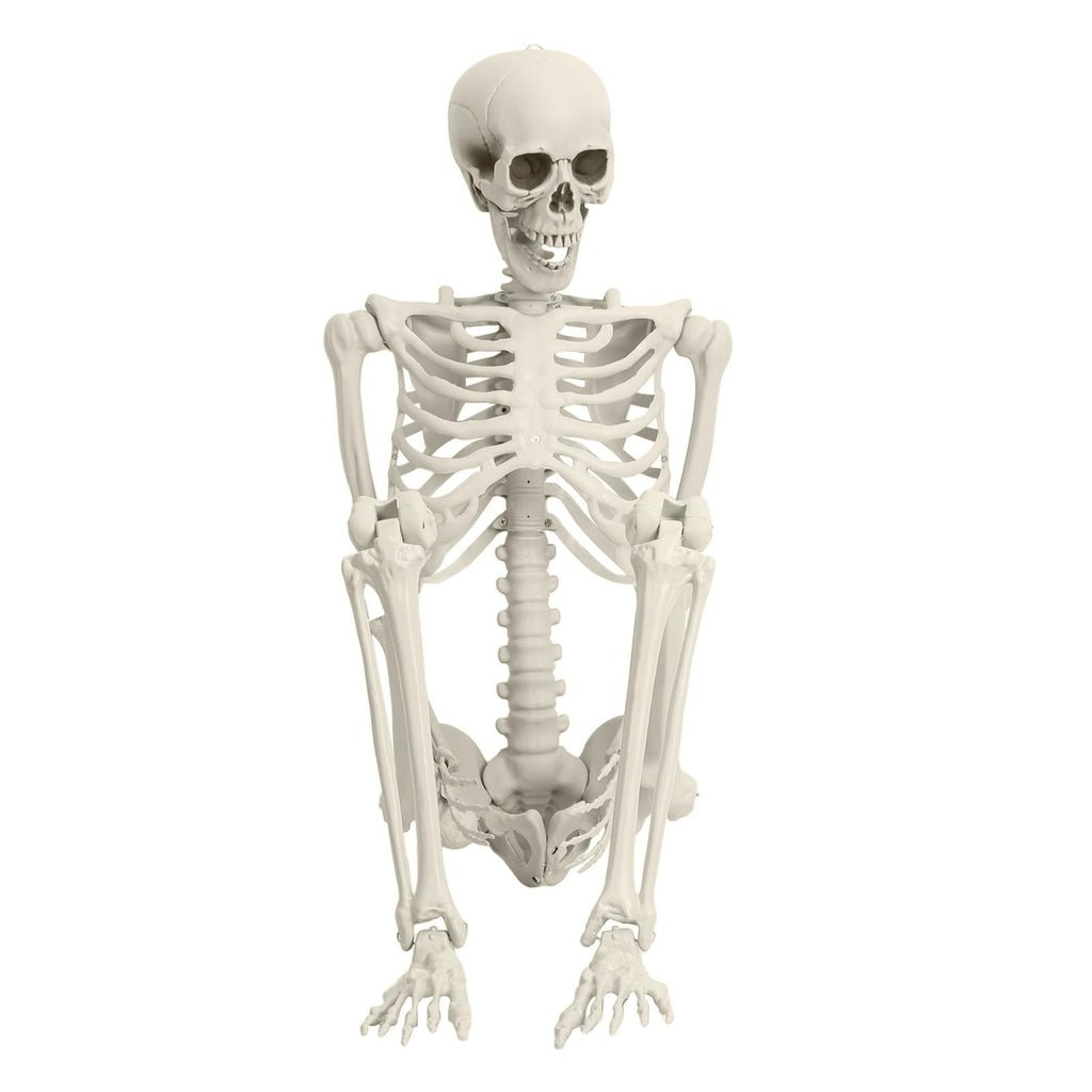 5.4FT Poseable Skeleton with Movable Joints Y9800