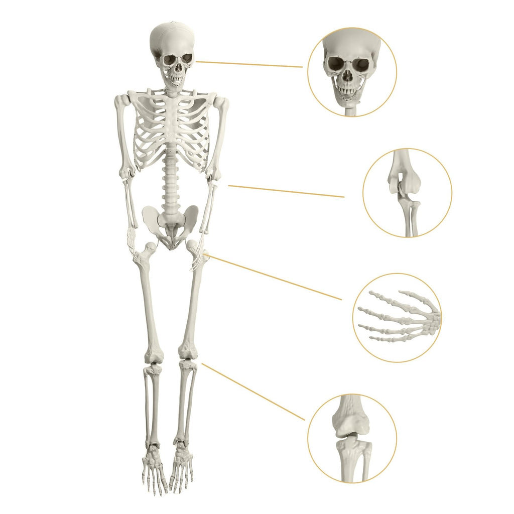 5.4FT Poseable Skeleton with Movable Joints Y9800