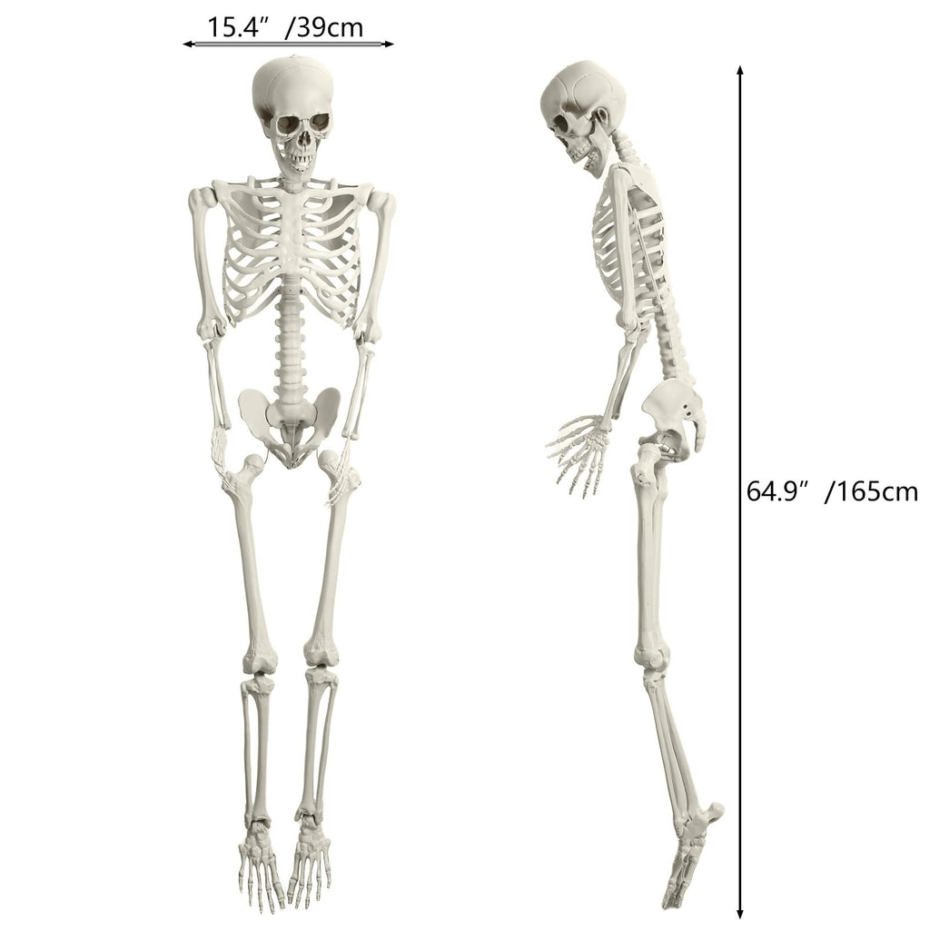 5.4FT Poseable Skeleton with Movable Joints Y9800