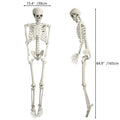 5.4FT Poseable Skeleton with Movable Joints Y9800
