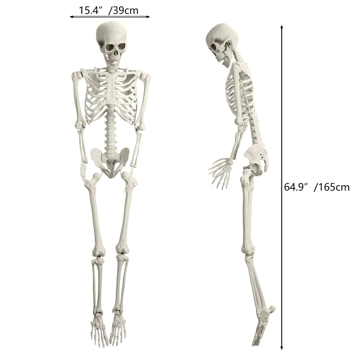 5.4FT Poseable Skeleton with Movable Joints Y9800