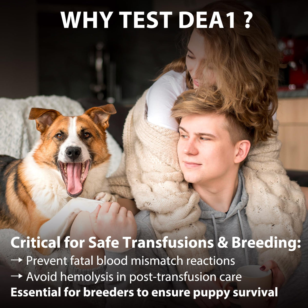 Dog Blood Typing Test Kit J415449