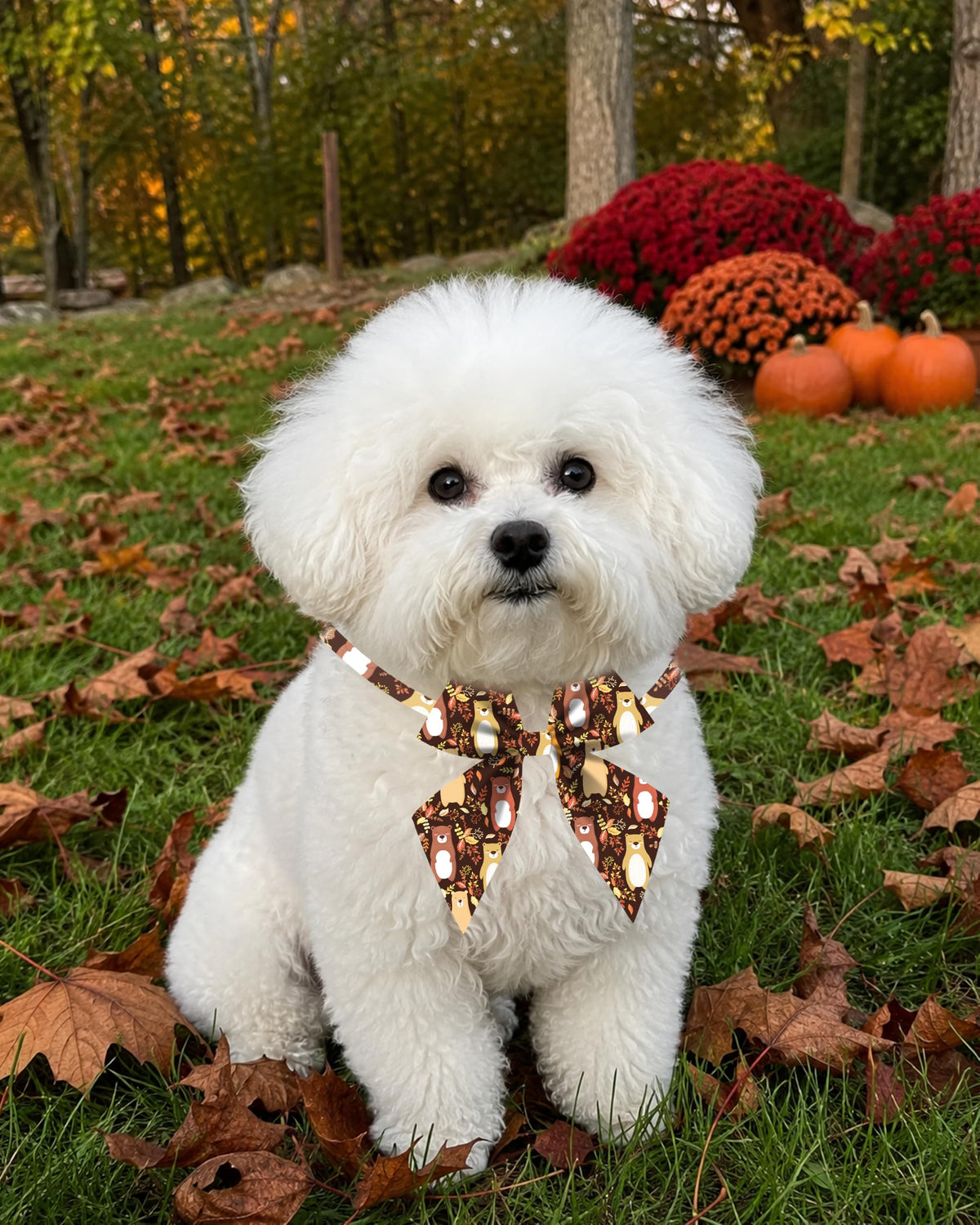50 Pack Dog Bowties X927