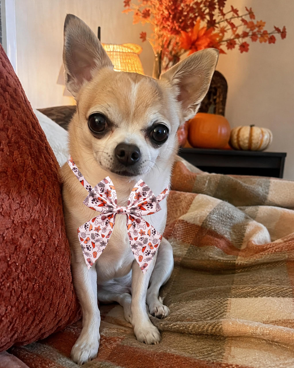50 Pack Dog Bowties X927